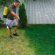Lawn Painting Service